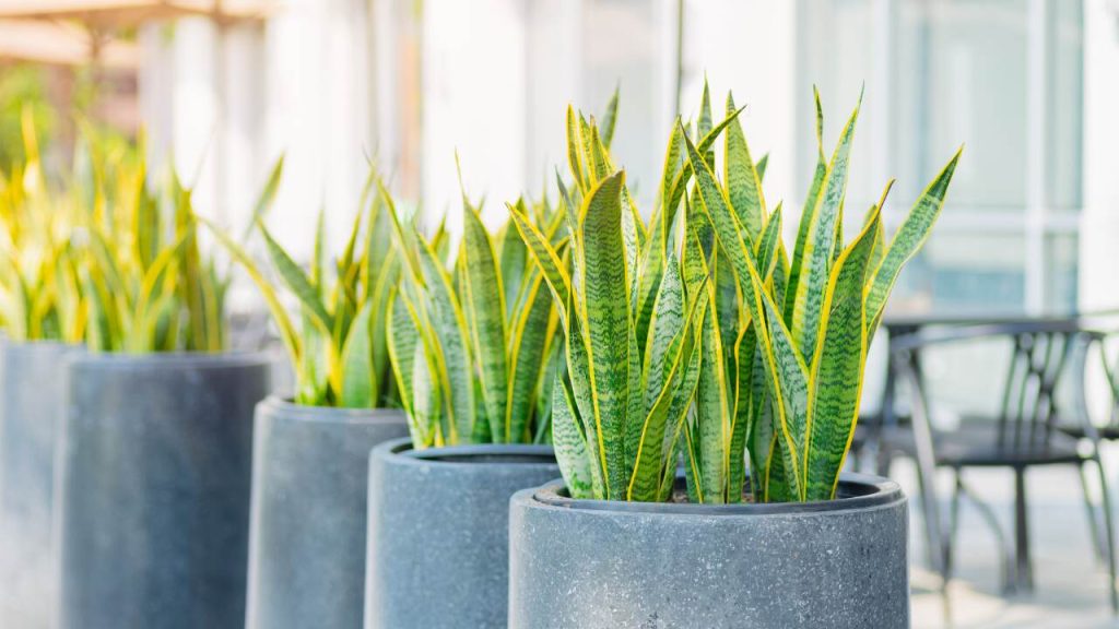 espada-de-sao-jorge-ansevieria-trifasciata