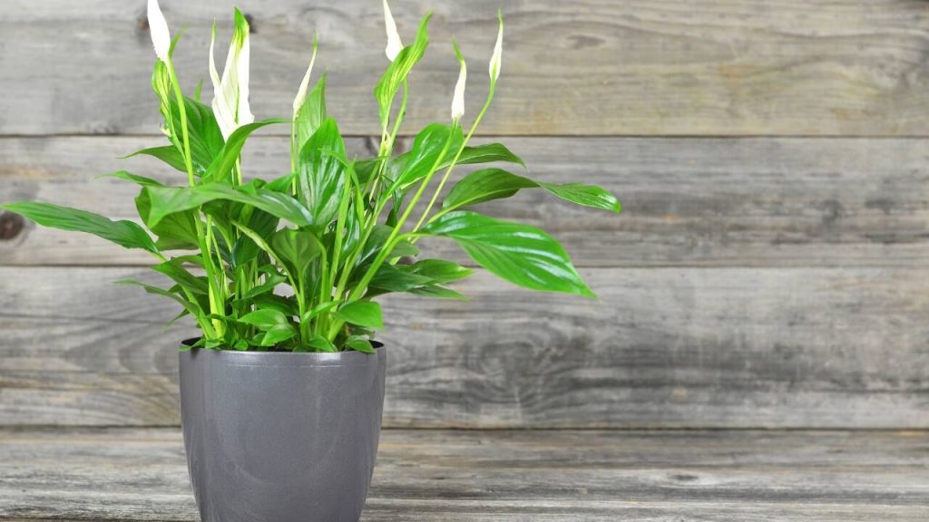 lirio-da-paz-spathiphyllum-wallisii