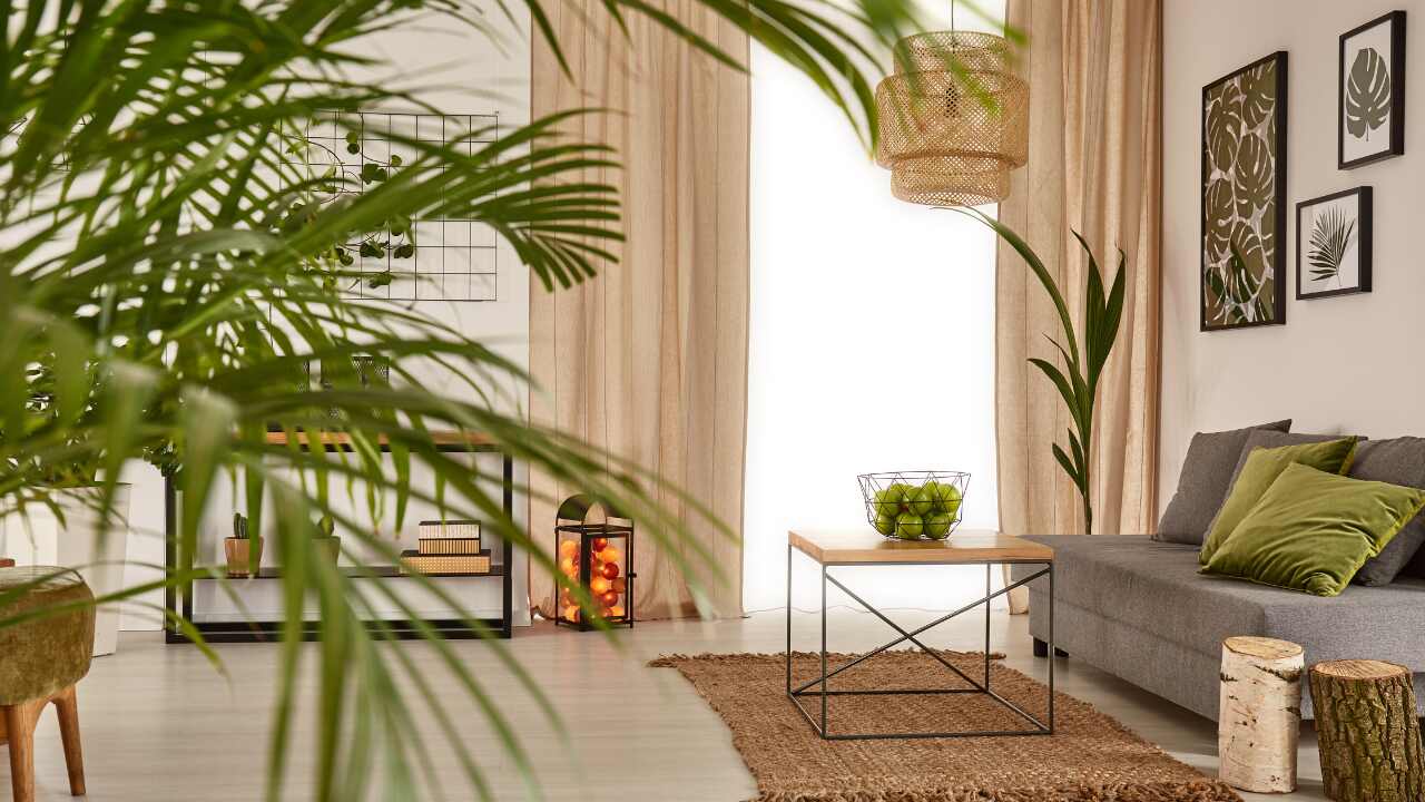 Plantas que purificam o ar em ambientes fechados